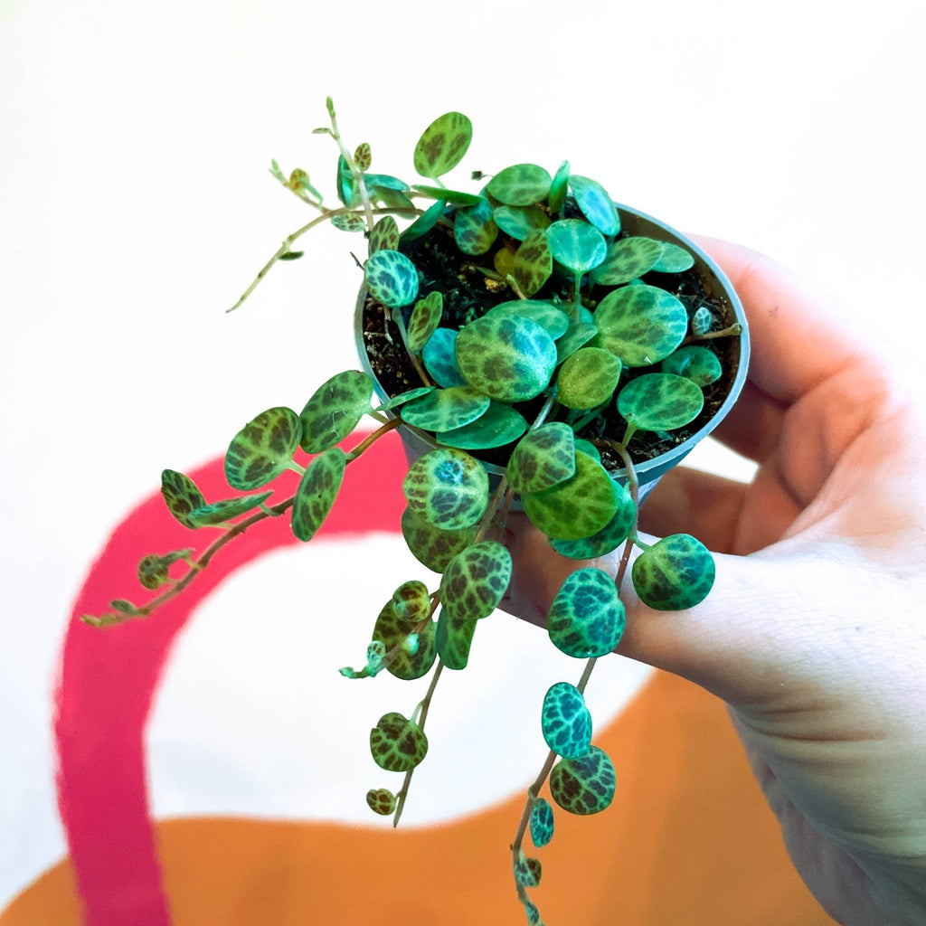 String of Turtles - Peperomia prostrata - Sprouts of Bristol