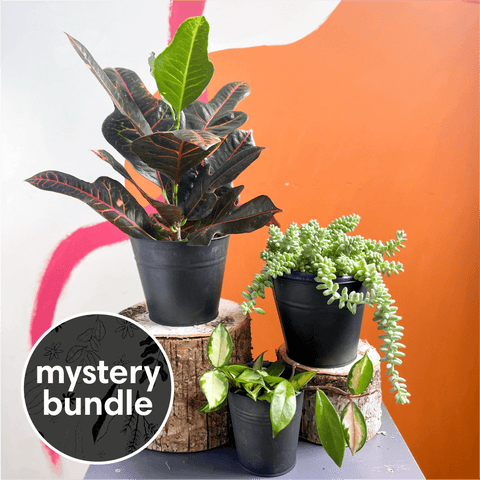 Sunny Spot Mystery Plant Bundle | Subscription Available | House Plant Lucky Dip Gift Set - Sprouts of Bristol