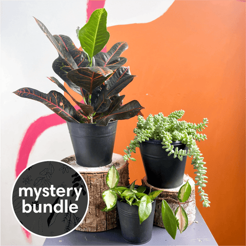 house plant gifts uk Sunny Spot Mystery Plant Bundle | Subscription Available