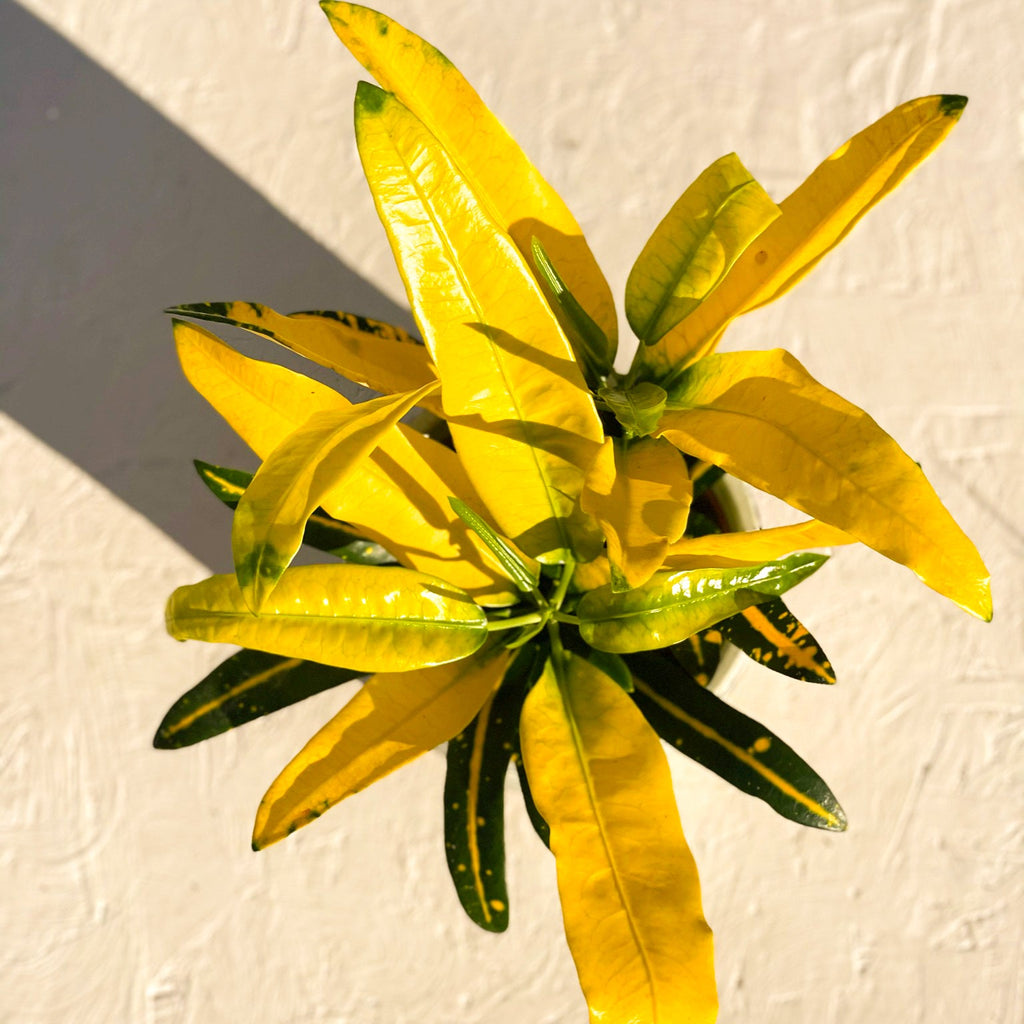 Sunny Star Croton - Codiaeum variegatum 'Sunny Star' - Sprouts of Bristol