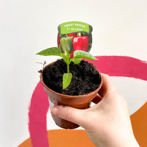 Sweet Pepper - Capsicum annuum 'Bendigo' F1 - British Grown - Sprouts of Bristol