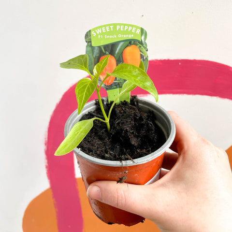 Sweet Pepper - Capsicum annuum 'Snack Orange' F1 - British Grown - Sprouts of Bristol