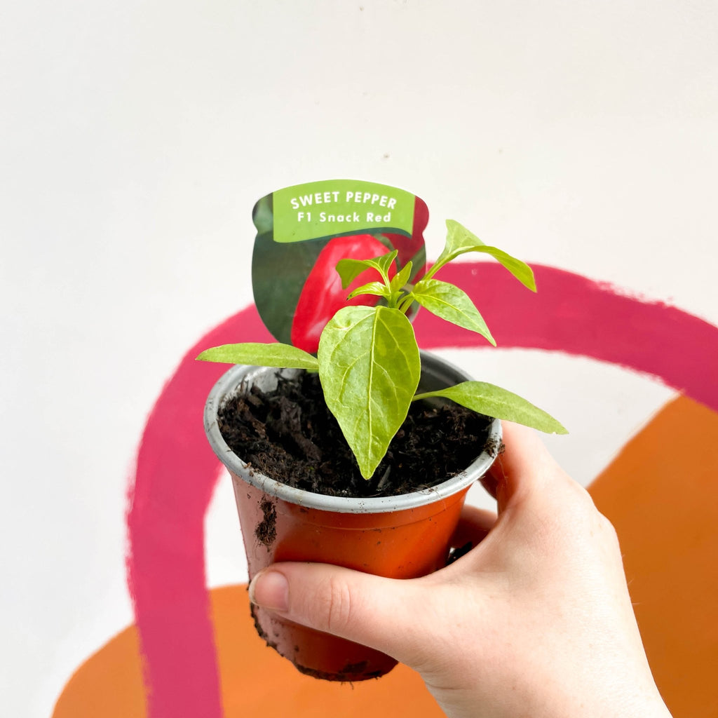 Sweet Pepper - Capsicum annuum 'Snack Red' F1 - British Grown - Sprouts of Bristol