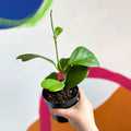 Sweetheart Plant - Hoya kerrii - Sprouts of Bristol