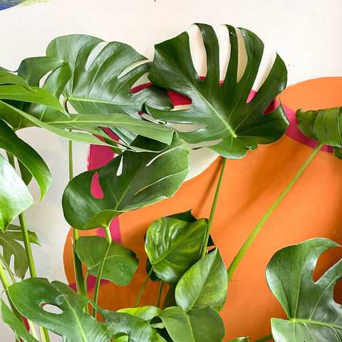 monstera queso suizo Planta de queso suizo