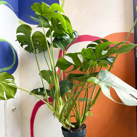 monstera queso suizo Planta de queso suizo