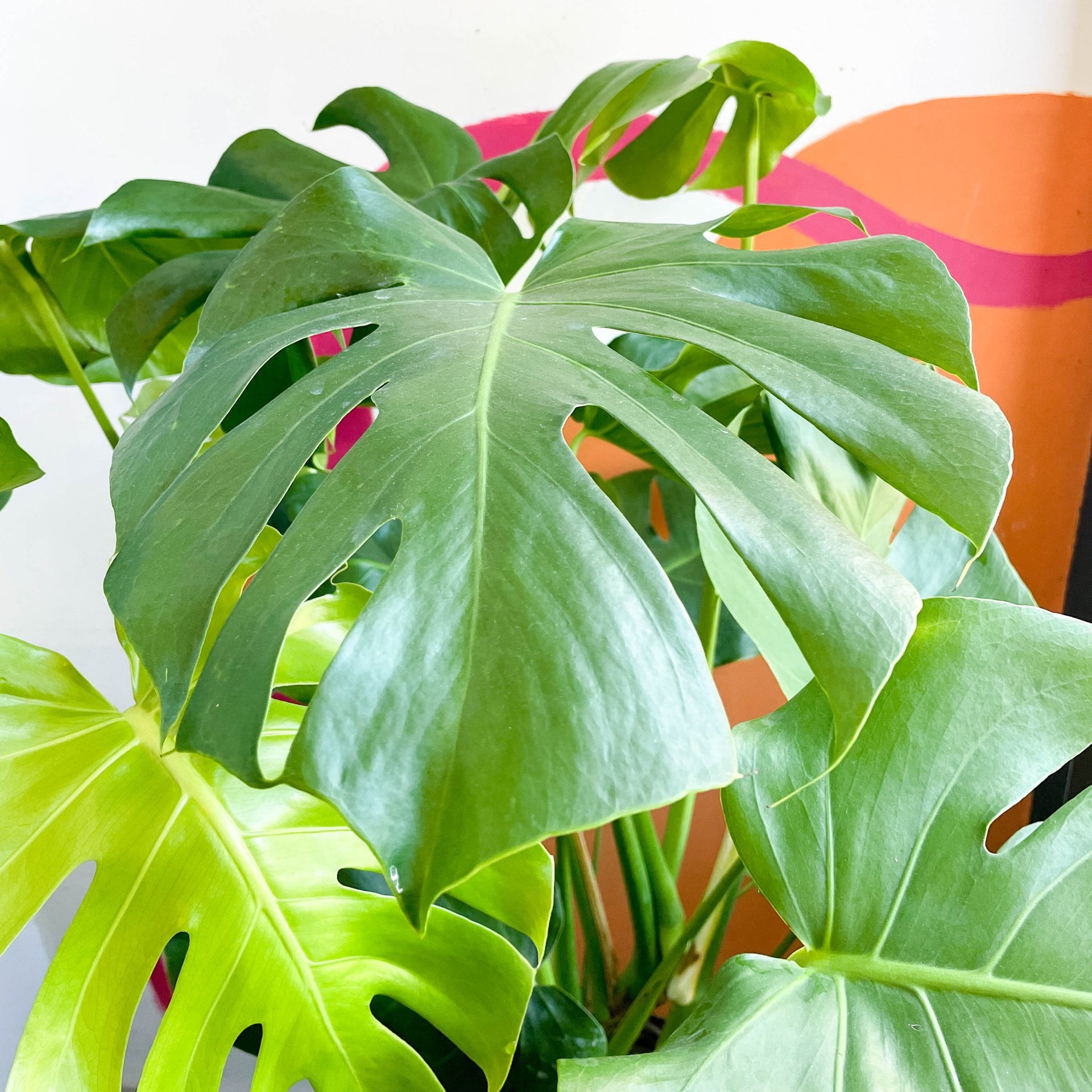 monstera deliciosa buy uk Monstera deliciosa