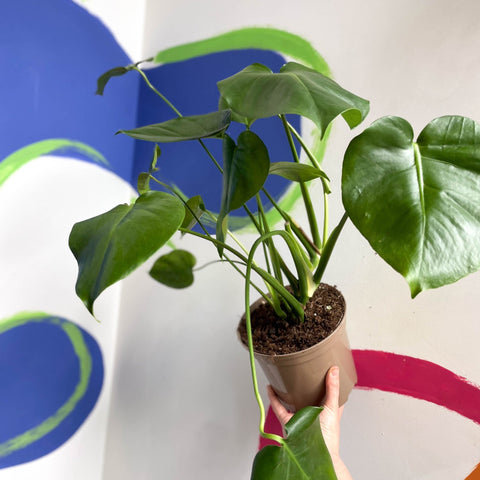 buy monstera deliciosa uk Swiss Cheese Plant - Monstera deliciosa