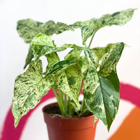 philodendron mojito Syngonium podophyllum variagata 'Mottled' / 'Mojito' – Sprouts of Bristol