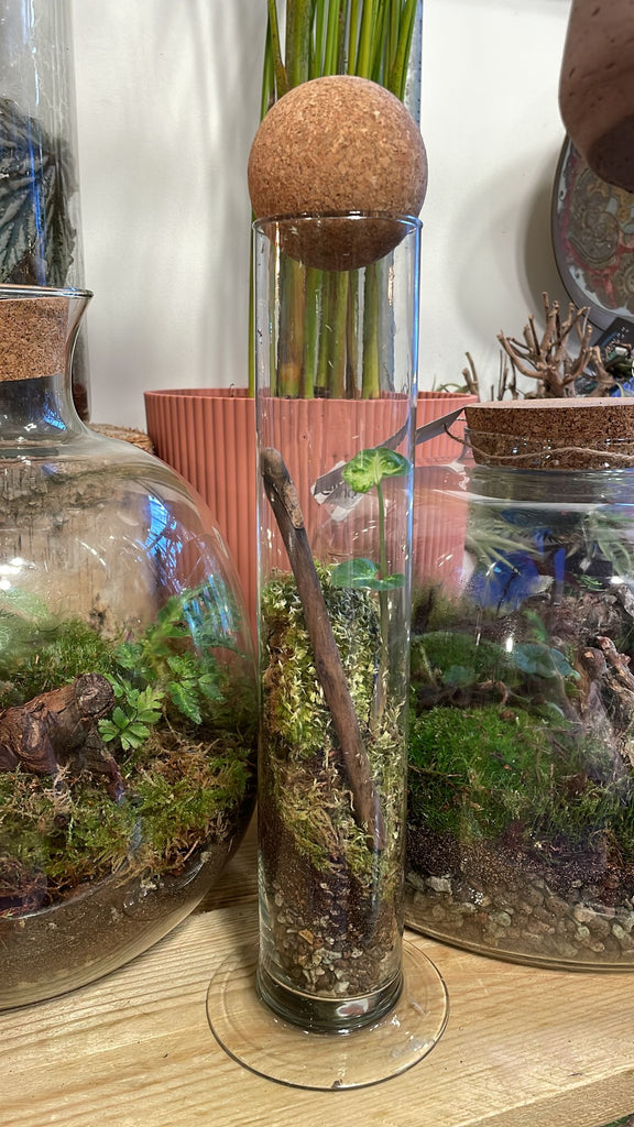Tall Footed Test Tube - Bioactive Terrarium - Sprouts of Bristol