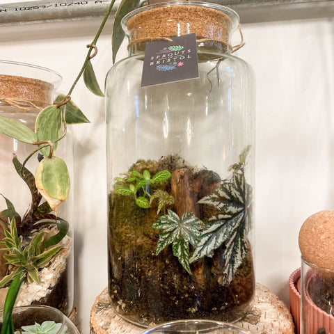 Tall Mathew Jar - Bioactive Terrarium - Sprouts of Bristol