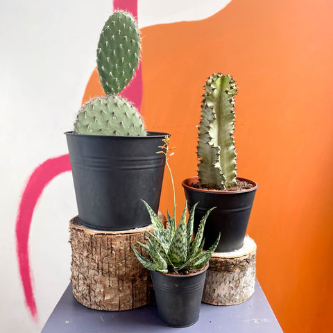 cactus plant pots uk Cacti & Succulent Mystery Plant Bundle | Subscription Available