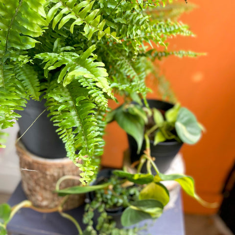 hanging indoor plants uk Hanging & Trailing Mystery Plant Bundle | Subscription Available