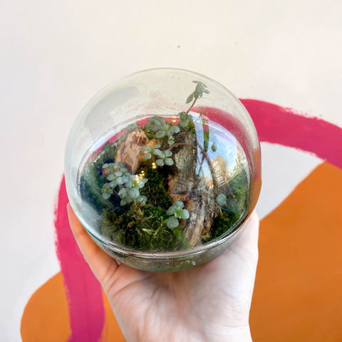 The Jungle Orb - Bioactive Terrarium - Sprouts of Bristol