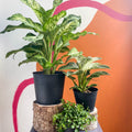 The Lush Tropical Plant Bundle - Sprouts of Bristol