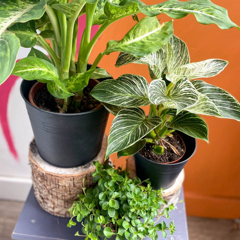 house plant uk Tropical Mystery Plant Bundle | Subscription Available