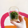 The Mini Cloche - Bioactive Terrarium - Sprouts of Bristol