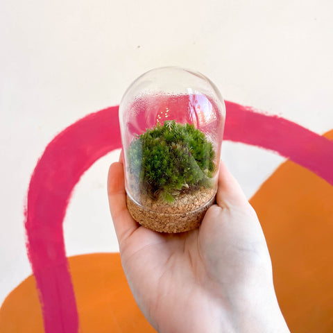 The Mini Cloche - Bioactive Terrarium - Sprouts of Bristol