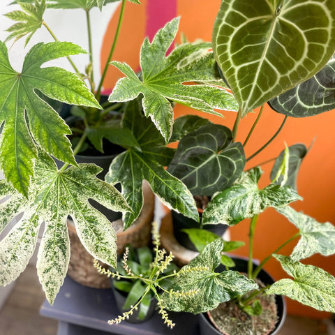 unusual plant pots indoor uk Strange & Unusual Mystery Plant Bundle | Subscription Available