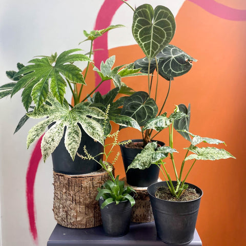 unusual indoor plants uk Strange & Unusual Mystery Plant Bundle | Subscription Available