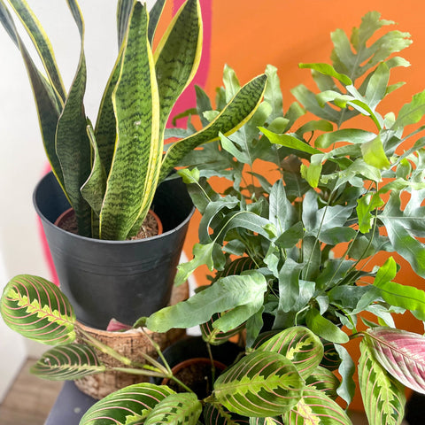 house plants bundle Shady Spot Mystery Plant Bundle | Subscription Available