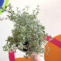 Thyme - Thymus citriodorus 'Silver Posie' - British Grown Culinary Herbs - Sprouts of Bristol