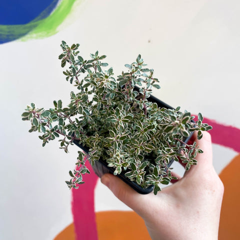 Thyme - Thymus citriodorus 'Silver Queen' - British Grown Culinary Herbs - Sprouts of Bristol