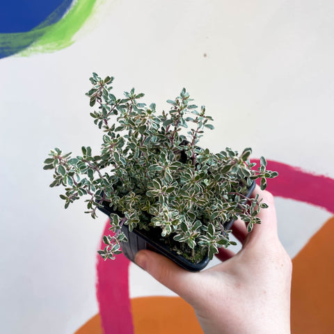 Thyme - Thymus citriodorus 'Silver Queen' - British Grown Culinary Herbs - Sprouts of Bristol