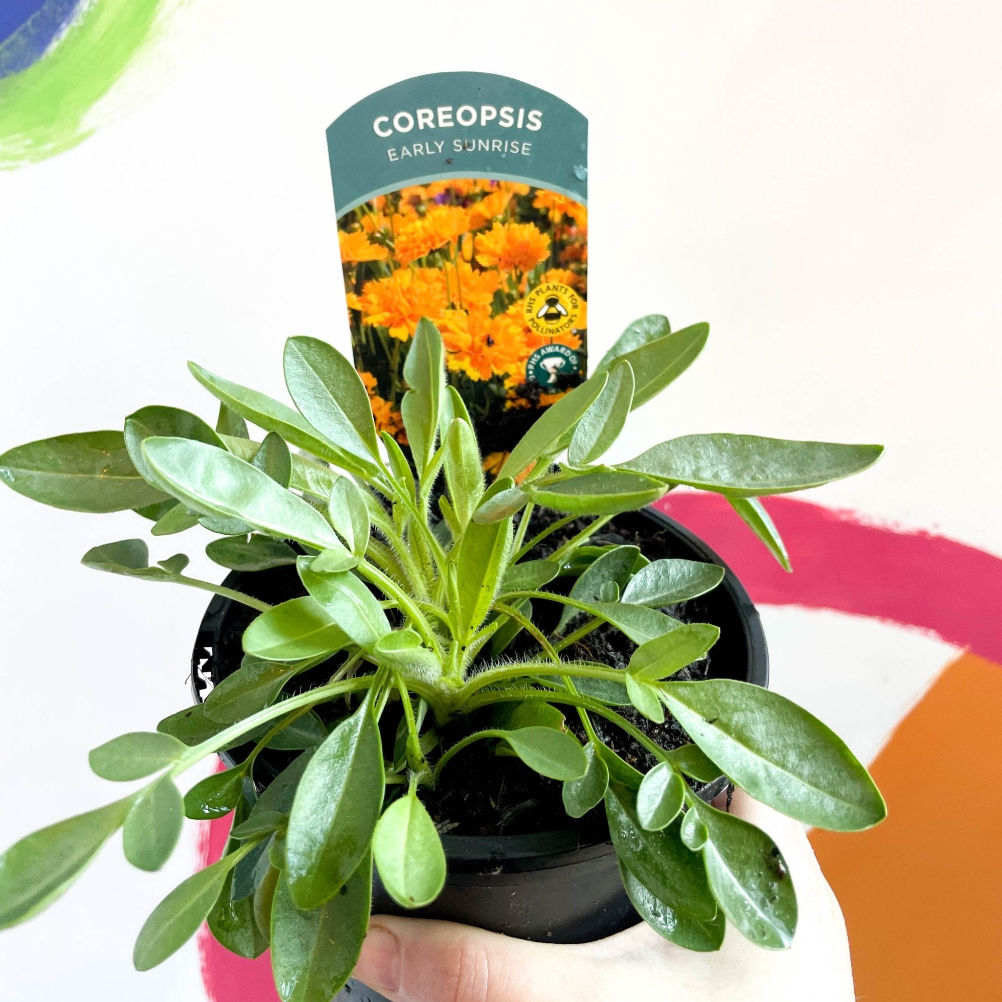 Coreopsis grandiflora 'Early Sunrise' [British Grown Herbaceous Perenn ...