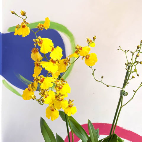 Tiger Orchid - Oncidium 'Münsterland Stern' - Sprouts of Bristol
