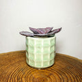 Tiger Striped Succulent - Kalanchoe humilis - Sprouts of Bristol