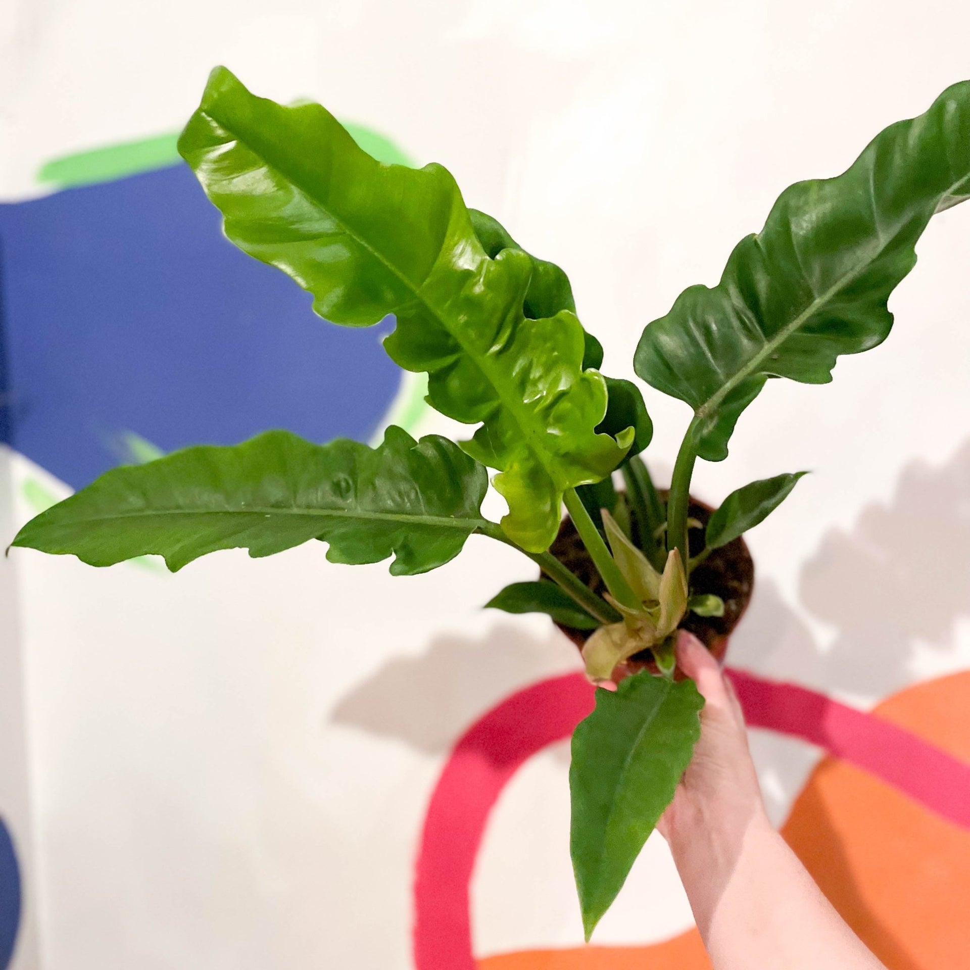 Philodendron 'Narrow Escape'