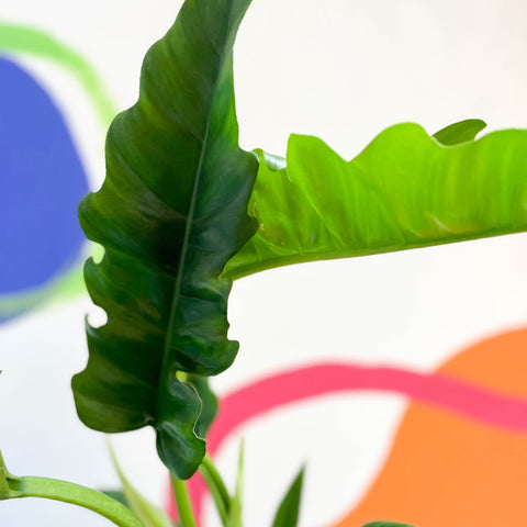 philodendron narrow tiger Philodendron 'Narrow Escape'