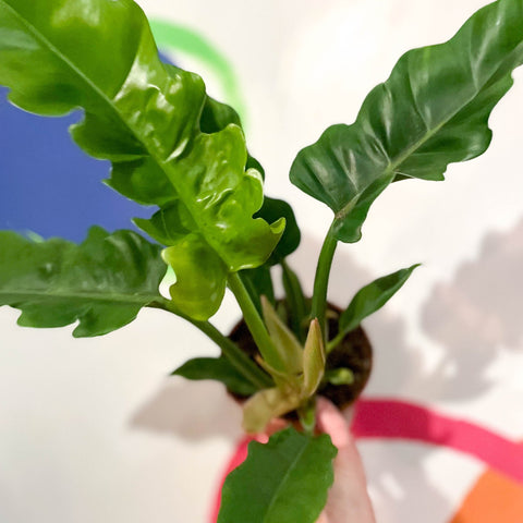 philodendron tiger tooth plant Philodendron 'Narrow Escape'