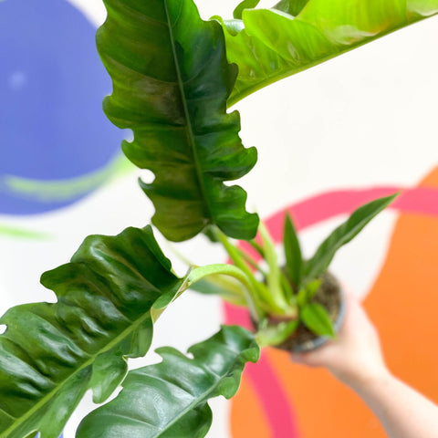 philodendron tiger tooth plant Philodendron 'Narrow Escape'
