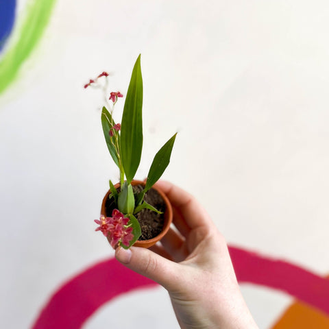 Tiny Butterfly Orchid - Oncidium flexuosum 'Twinkle Red Fantasy’ - Sprouts of Bristol