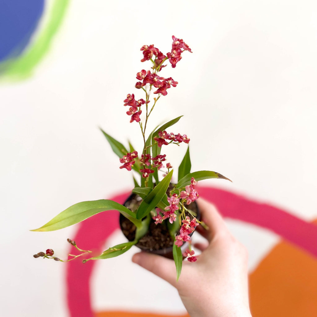 Tiny Butterfly Orchid - Oncidium flexuosum 'Twinkle Red Fantasy’ - Sprouts of Bristol