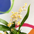 Tiny Butterfly Orchid - Oncidium flexuosum 'Twinkle White’ - Sprouts of Bristol