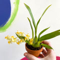 Tiny Butterfly Orchid - Oncidium flexuosum 'Twinkle White’ - Sprouts of Bristol