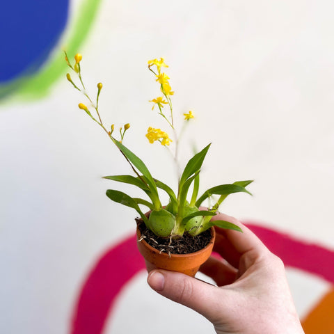 Tiny Butterfly Orchid - Oncidium flexuosum 'Twinkle Yellow’ - Sprouts of Bristol