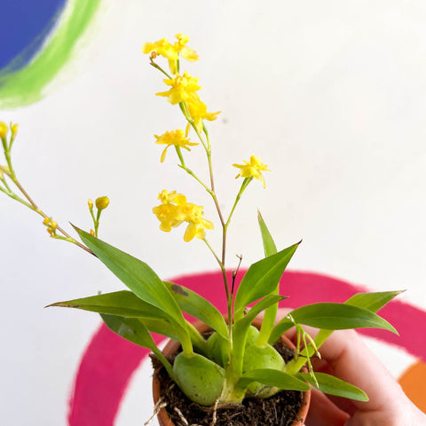 Tiny Butterfly Orchid - Oncidium flexuosum 'Twinkle Yellow’ - Sprouts of Bristol