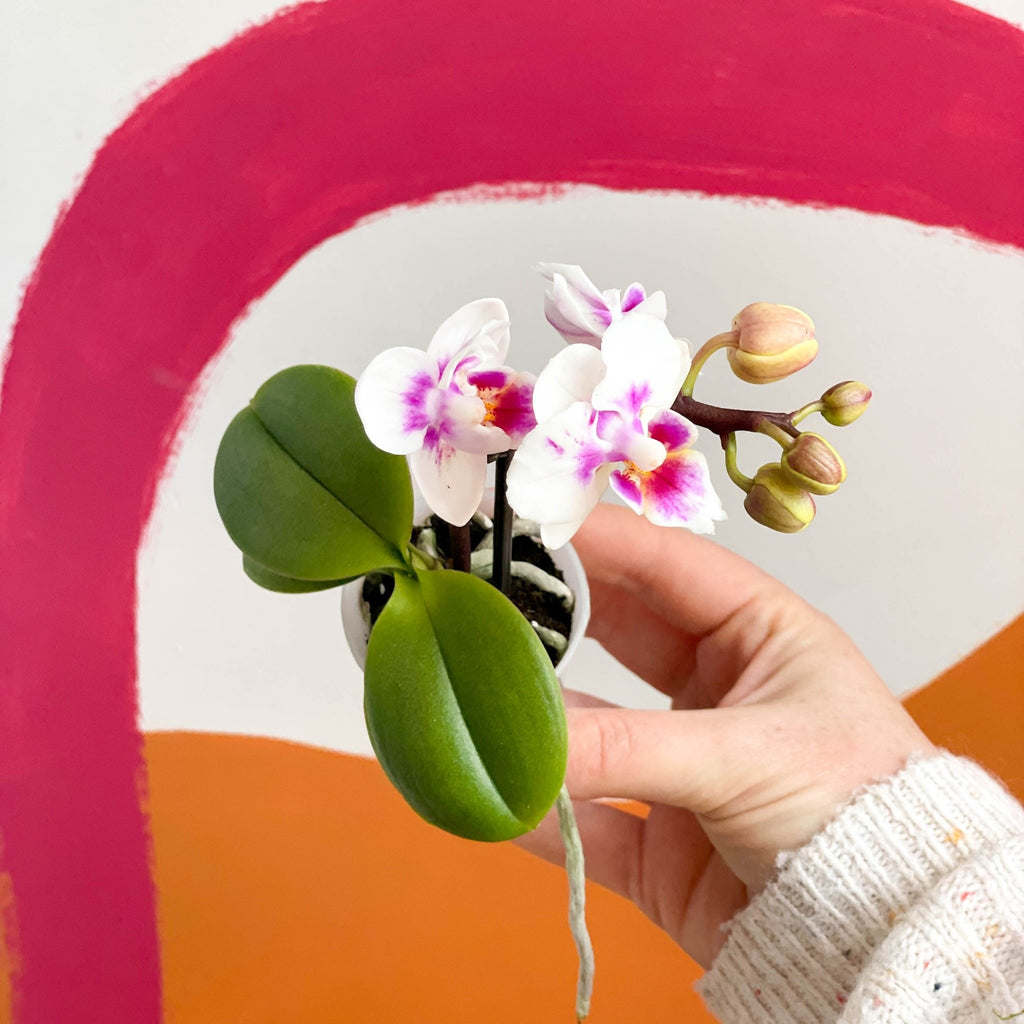 Tiny Moth Orchid - Phalaenopsis - Sprouts of Bristol