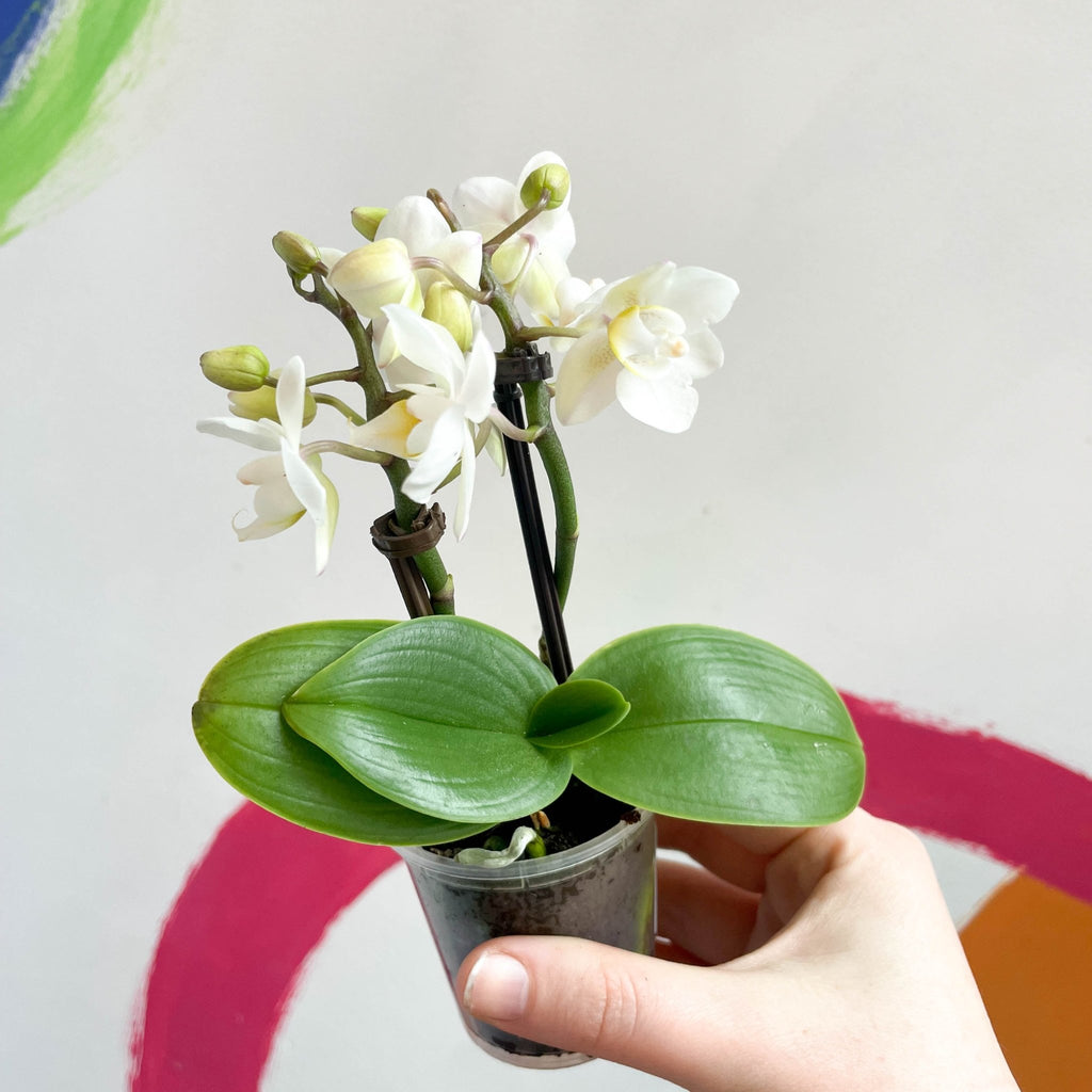 Tiny White Moth Orchid - Phalaenopsis - Sprouts of Bristol