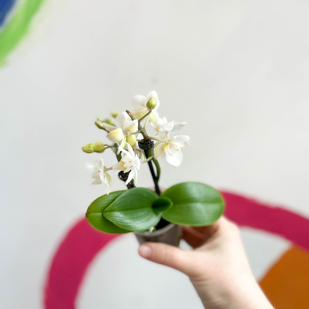Tiny White Moth Orchid - Phalaenopsis - Sprouts of Bristol