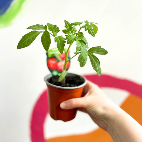 Tomato (Cordon) - Solanum lycopersicum 'Supersteak' F1 - British Grown - Sprouts of Bristol