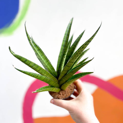 tough lady snake plant Planta serpiente dama dura