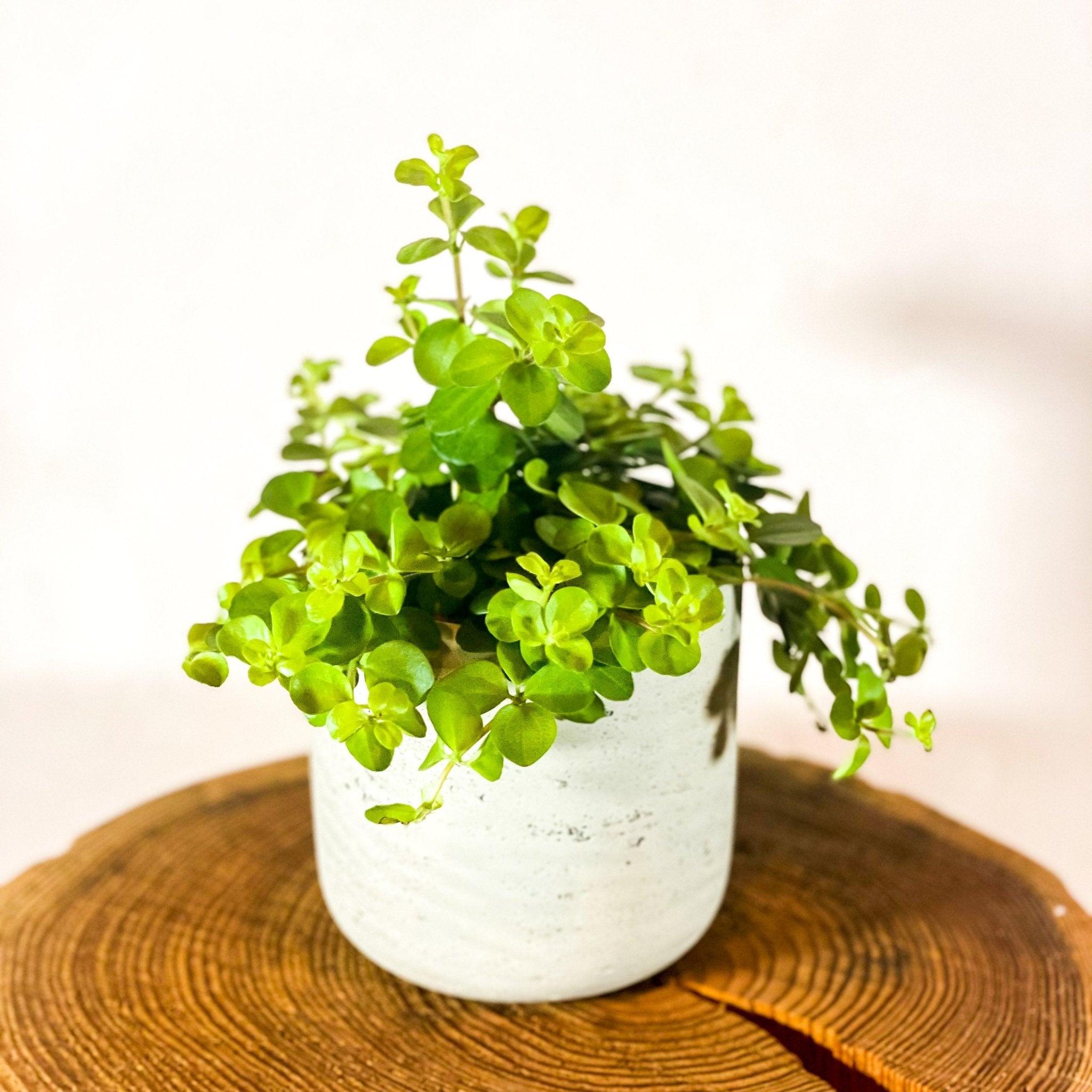 Trailing Jade - Peperomia rotundifolia 'Rondo Venetiano' – Sprouts of ...