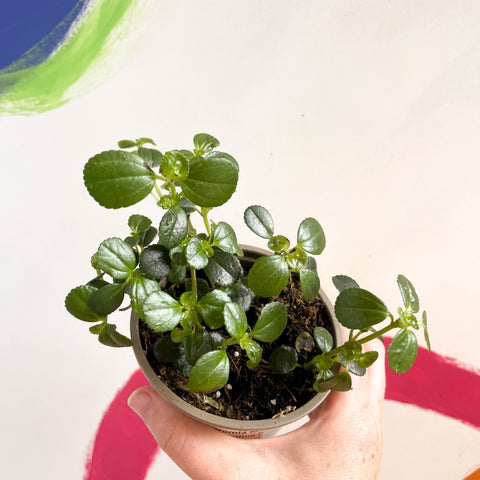 jade peperomia plant Trailing Jade Plant - Peperomia rotundifolia