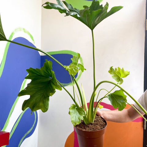 philodendron bipinnatifidum houseplant Tree Philodendron