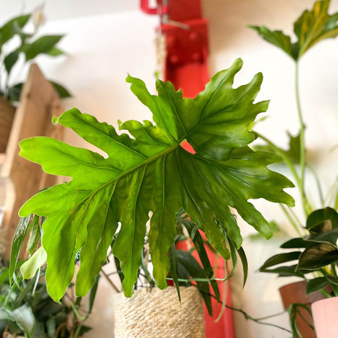 philodendron bipinnatifidum uk Tree Philodendron